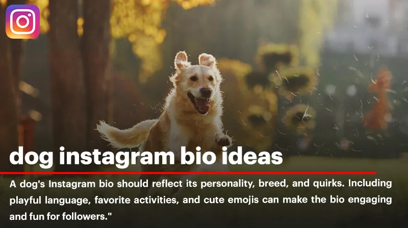 Top Dog Instagram Bio Ideas for Your Furry Friend